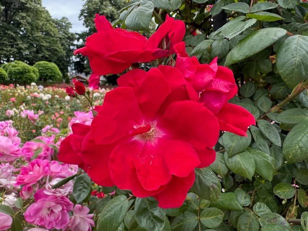 Rosa 'Eddie's Jewel' (Eddie's Jewel Rose) — Northwest Blooms